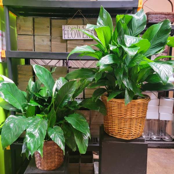 Two leafy potted plants in woven baskets on display shelves