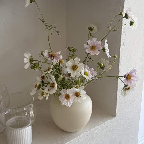 Loose bouquet of pale cosmos flowers in a cream vase
