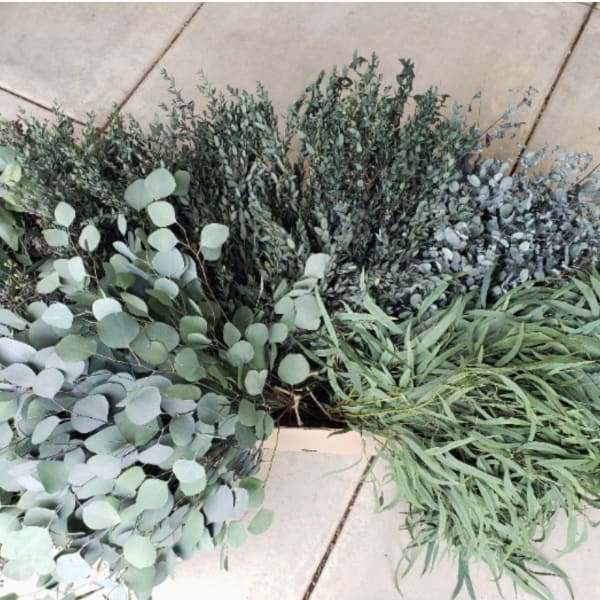 Eucalyptus Bunch