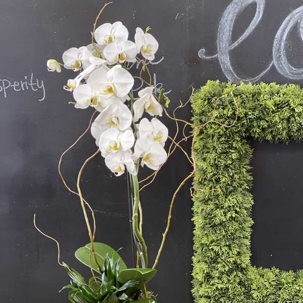 White orchid arrangement in a white pot with trailing ivy