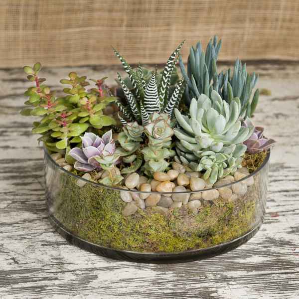 Succulent arrangement in a round glass bowl with pebbles and moss