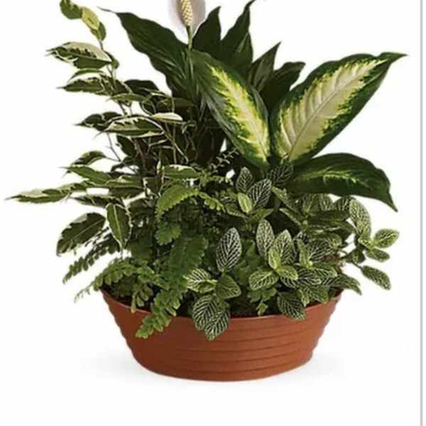 Mixed green houseplants in a terracotta planter
