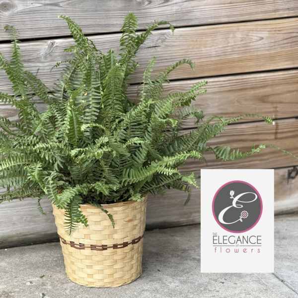 Boston Fern Plant