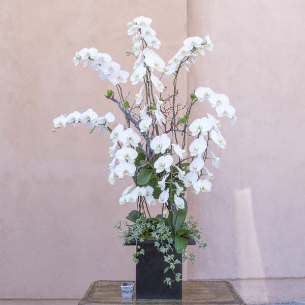 Tall white orchid arrangement in a black square vase