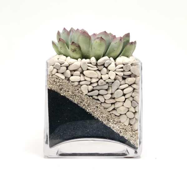 Succulent in a clear glass planter filled with pebbles and sand