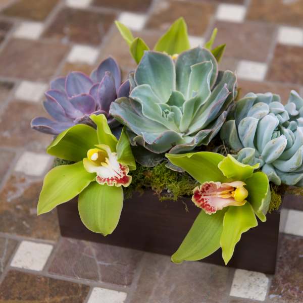 Succulent arrangement with two orchid blooms in a rectangular planter