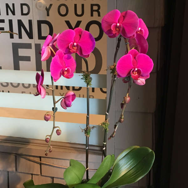 Pink orchid plant in a white pot