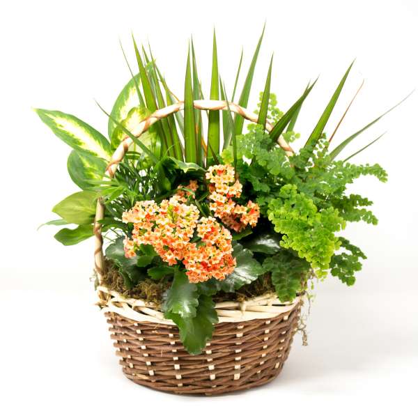 Basket planter with orange flowers and assorted green foliage