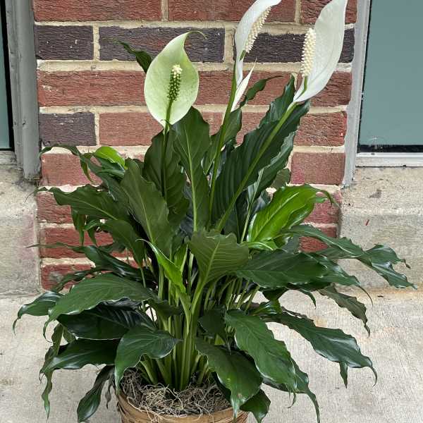 Potted peace lily with white blooms in a woven basket