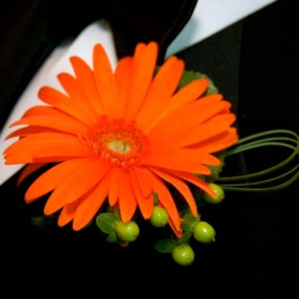 Orange gerbera daisy boutonniere with green berries on a black background
