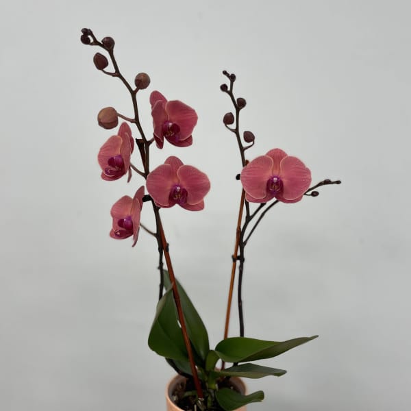 Pink orchid plant in a textured peach pot