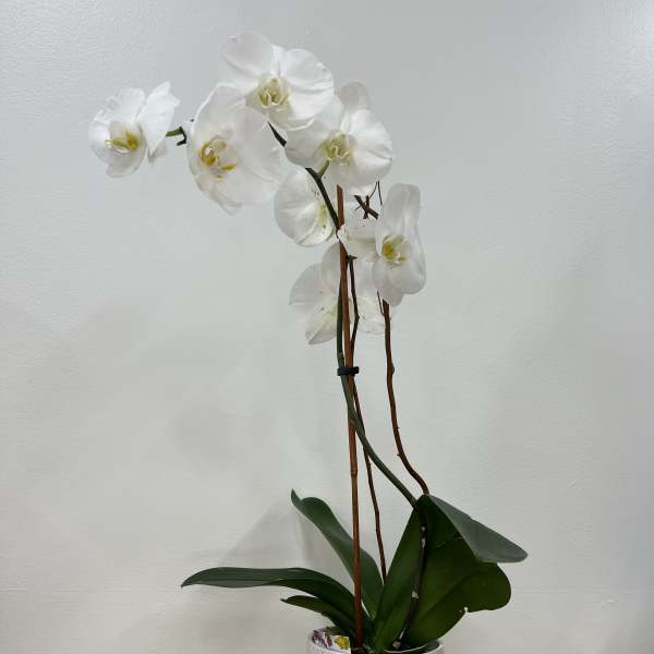 White orchid plant in a ribbed white pot