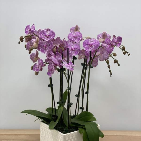 Pink-purple orchids in a white rectangular planter
