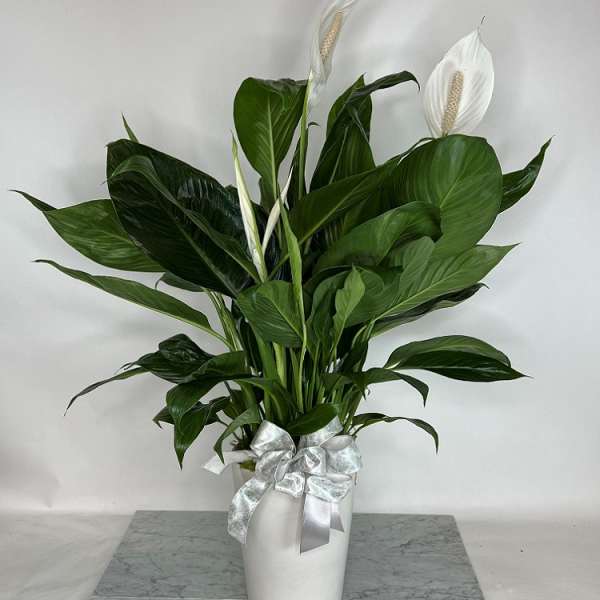 White peace lilies in a white vase with a silver ribbon