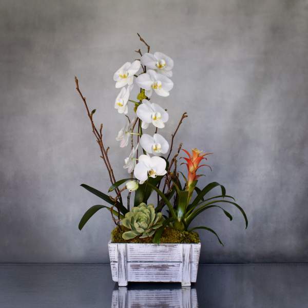 White orchids and a succulent in a white wooden planter