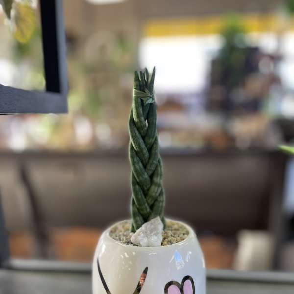 Braided succulent in a white heart-decorated ceramic pot