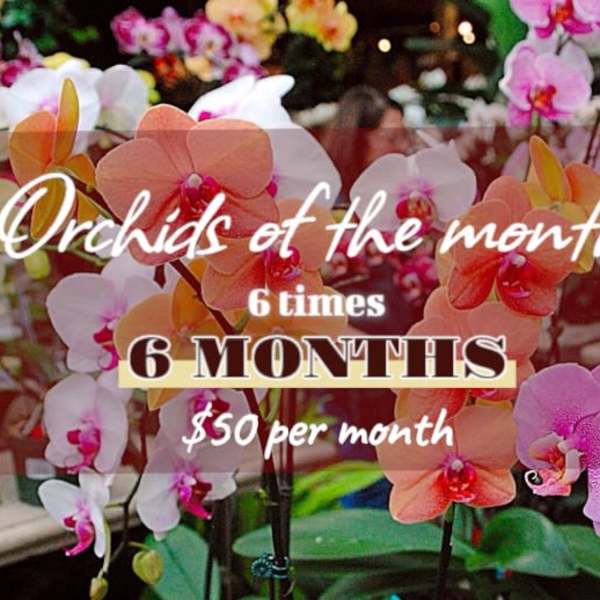 Orchid display with pink, white, and orange blooms and promotional text overlay