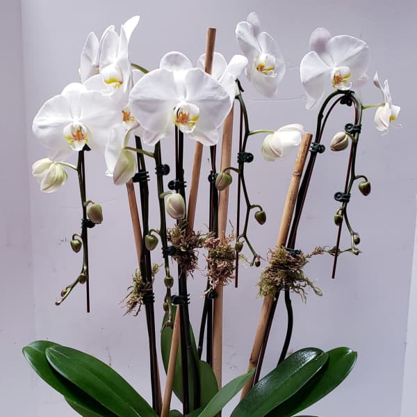 White orchid plant in a white pot with support stakes