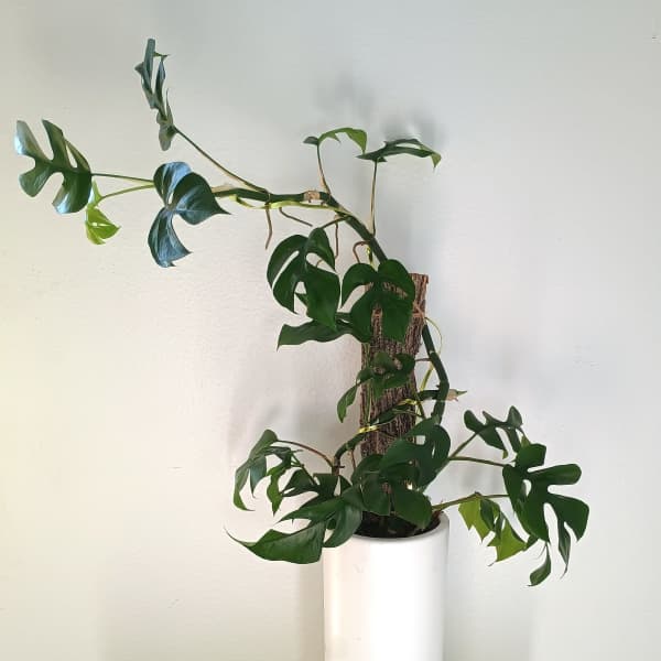 Potted climbing plant with split green leaves in a white vase