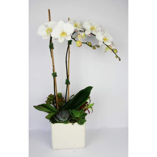 White orchid arrangement in a square white pot with succulents