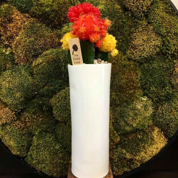Succulent arrangement in a tall white cylinder pot with red and yellow cactus tops