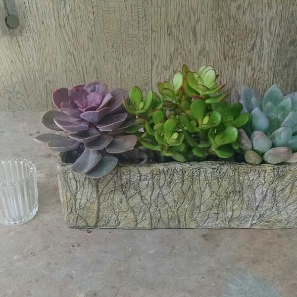 Succulent arrangement in a rectangular stone planter beside a small glass votive holder