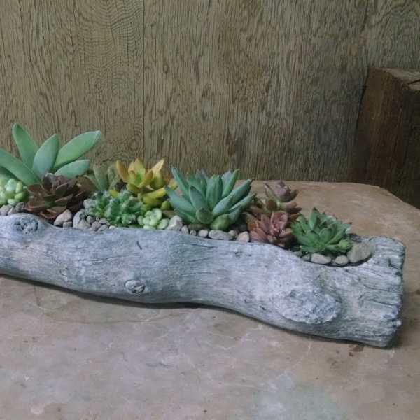 Succulent arrangement in a driftwood planter beside a small glass votive