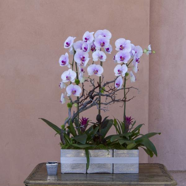 White orchids arranged in a silver rectangular planter with branches