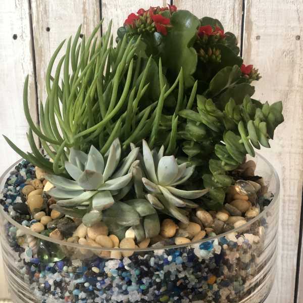 Succulent Garden