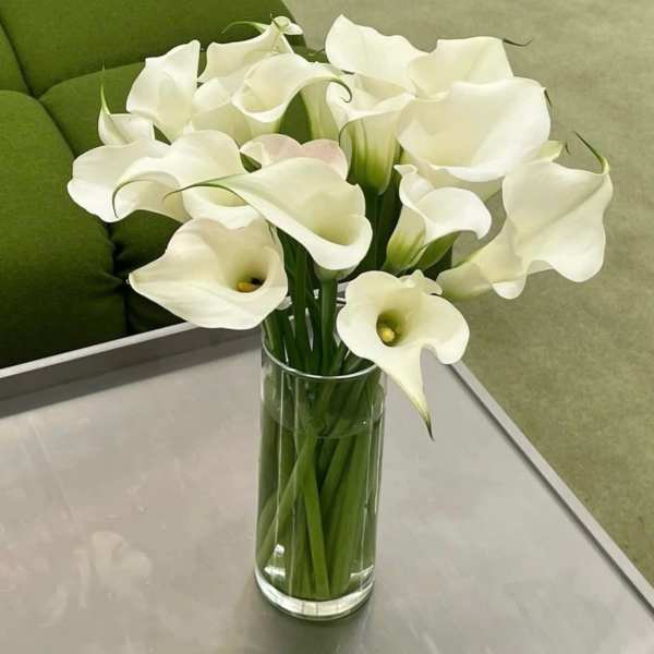 White Calla Lilies