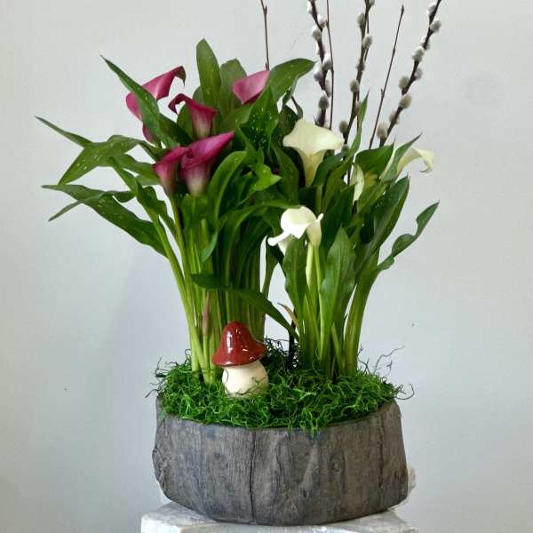 Calla Lily Blooming Plant by Westford Florist Floral Art by Veny