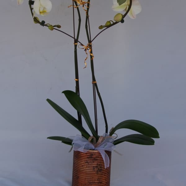 Hearth shaped Phalaenopsis Orchids Plant
