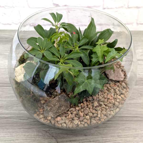 Glass bowl terrarium with assorted green plants and pebbles