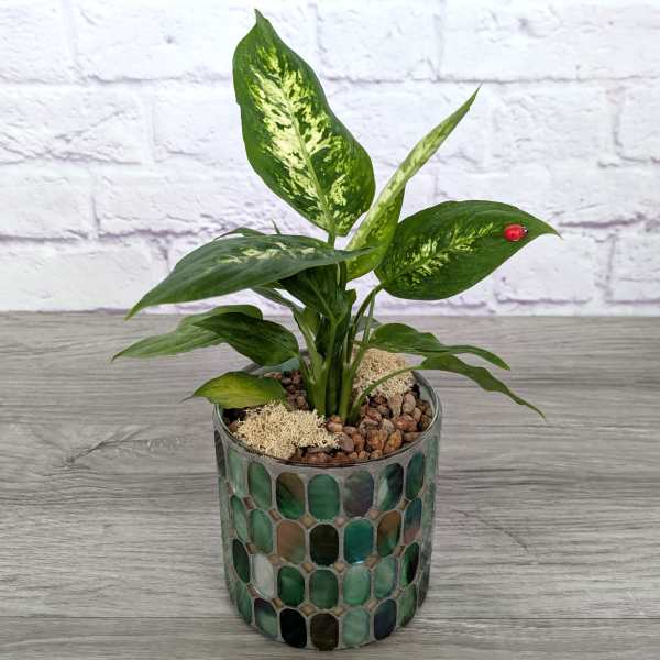 Potted green houseplant in a mosaic glass container