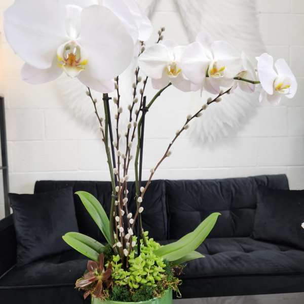 Tall white phalaenopsis orchid plant with succulents in a shiny green pot on a table