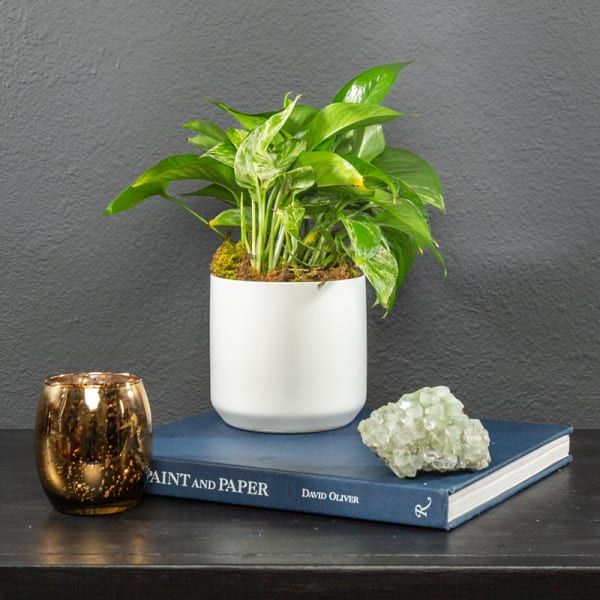 Pothos plant - AKA Epipremnum Aureum