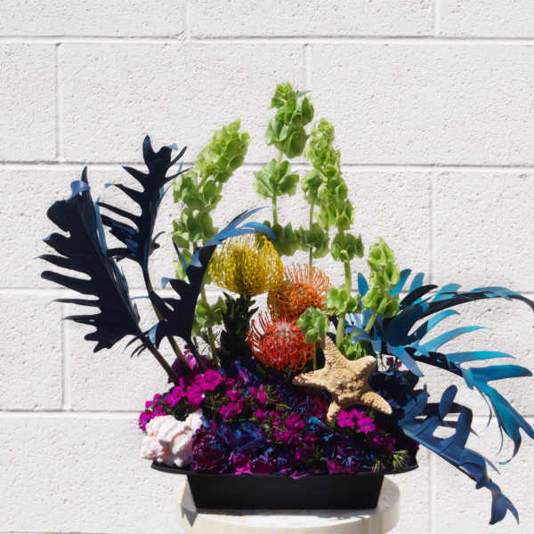 Tropical floral arrangement with blue foliage and colorful pincushion blooms in a black container
