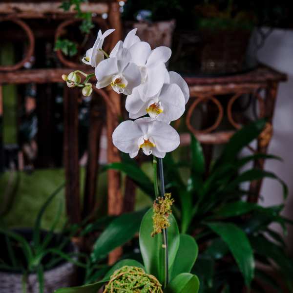 White orchid plant in a black square pot with a moss ball accent