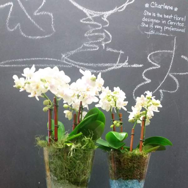 Two white orchid arrangements in tall wine glasses on a round tray