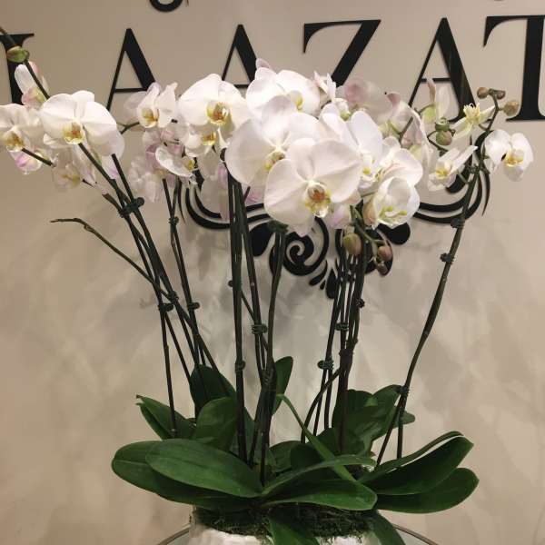 White orchid plant in a white ceramic pot on a glass table