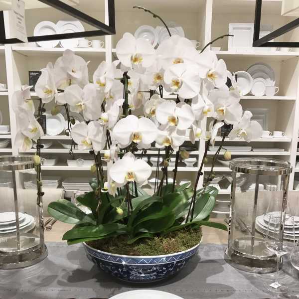 White orchid arrangement in a blue bowl centerpiece on a set dining table