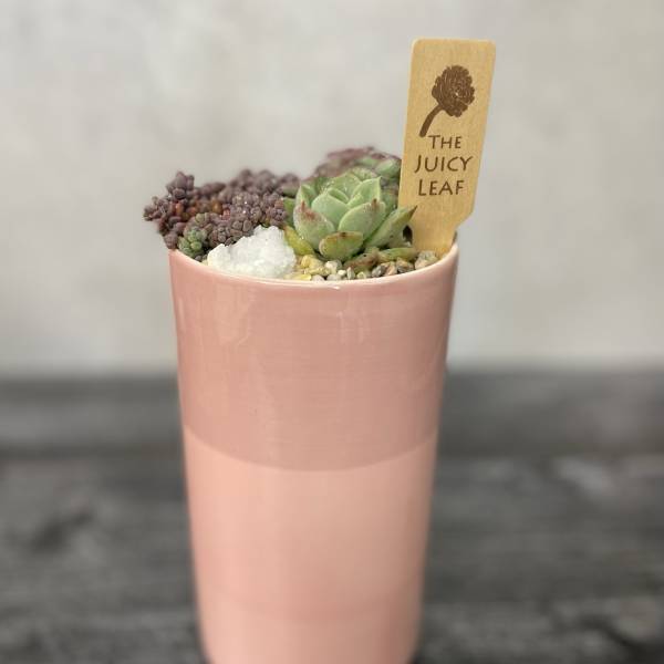 Small succulent arrangement in a pink ceramic pot with a wooden plant tag