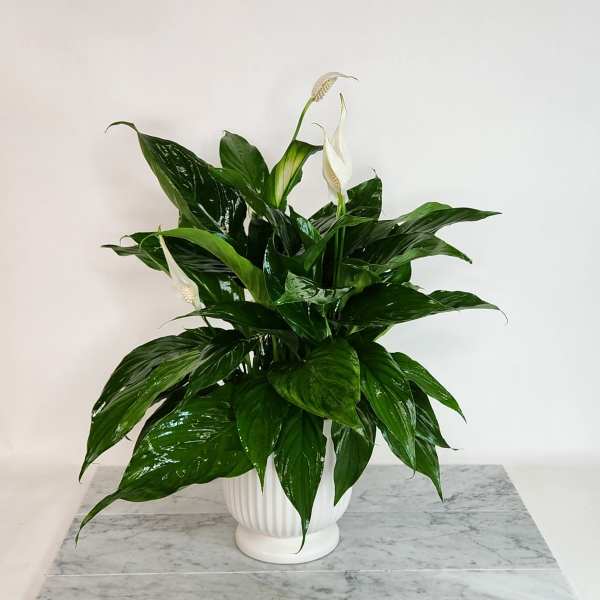 White peace lilies in a white ribbed pot
