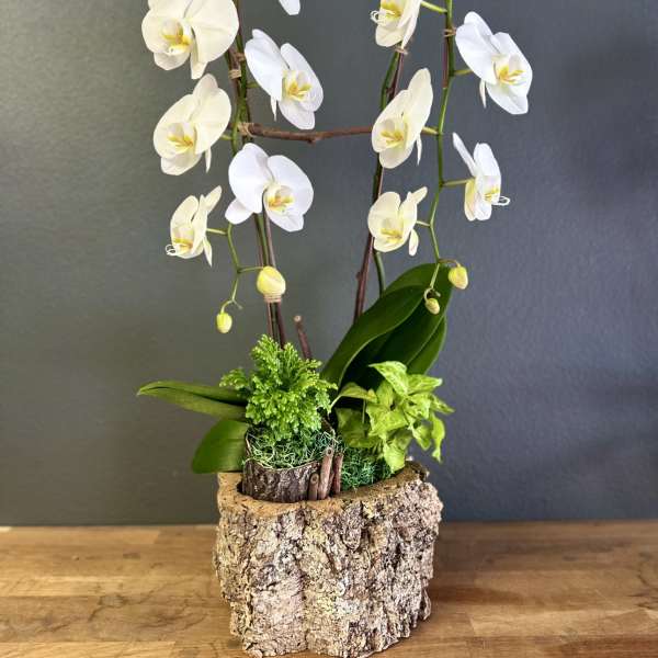 White orchids arranged in a bark-textured planter with green foliage
