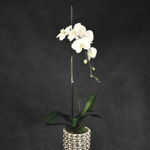 White orchid plant in a patterned pot with a support stake