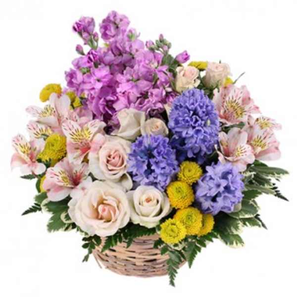 Basket arrangement with pink roses, purple stock, yellow button mums, and pink alstroemeria