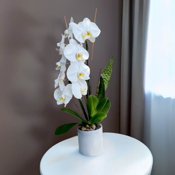 White orchid plant in a white pot on a table