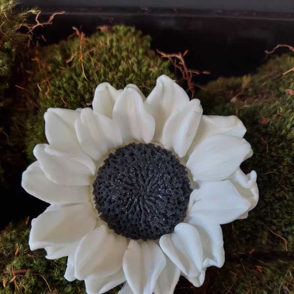 White daisy-like flower with a dark center on a mossy background