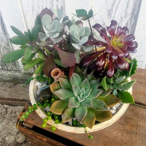 Succulent arrangement in a shallow round planter with mixed rosettes and trailing beads.
