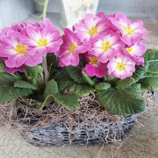 Pink primrose flowers in a woven basket planter
